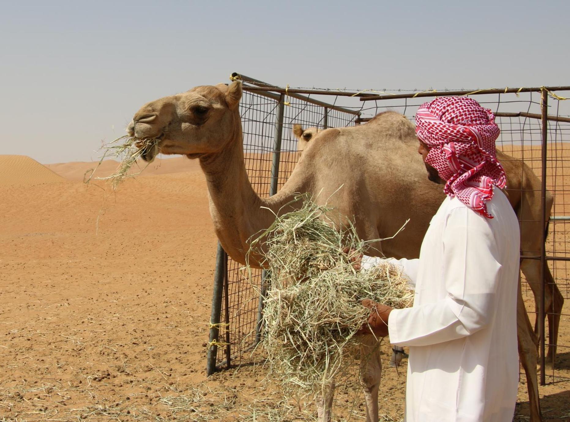 Desert Private Camp - Bedouin Camp Campsite