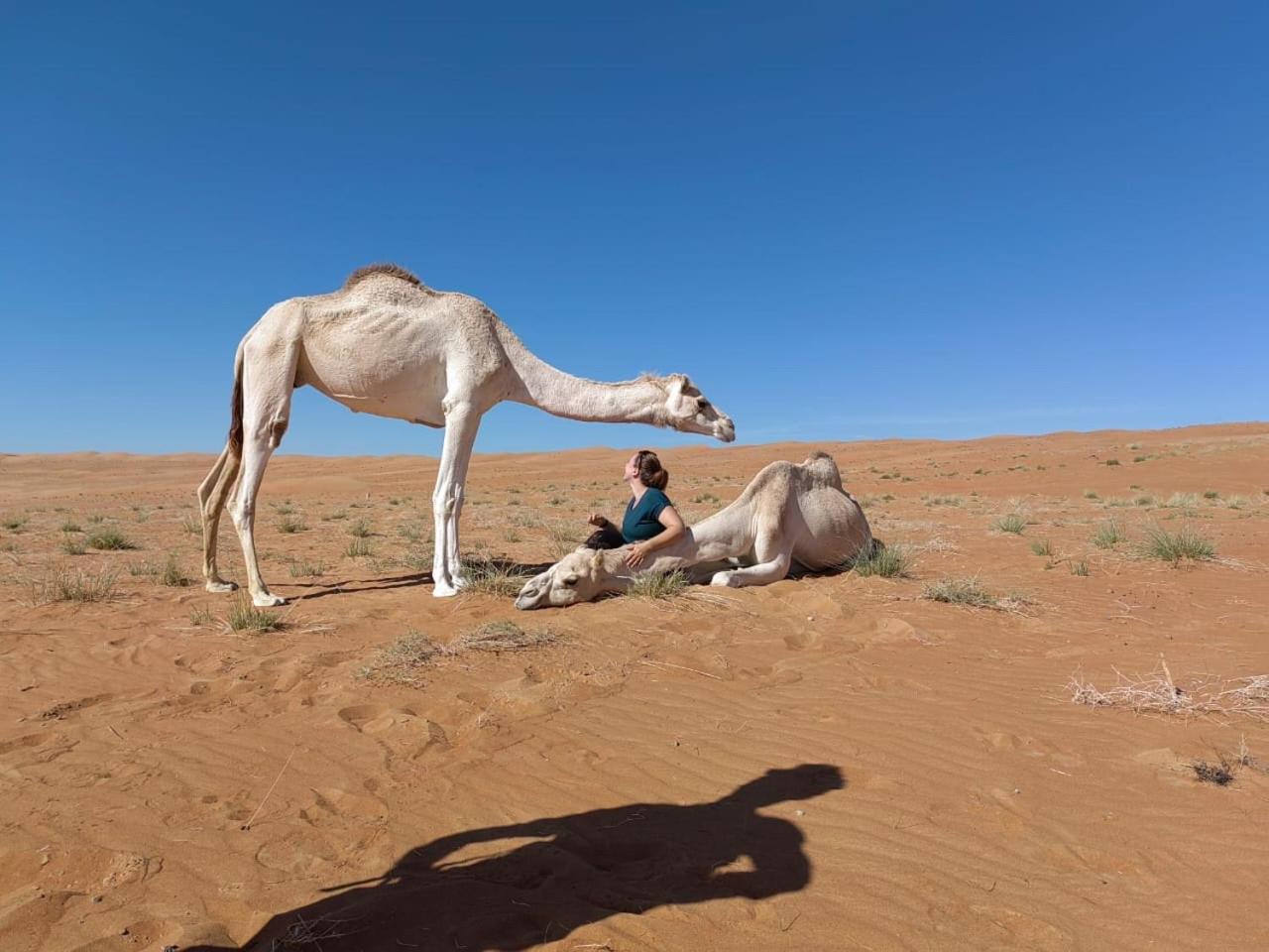Desert Private Camp - Bedouin Camp * Al Wasil